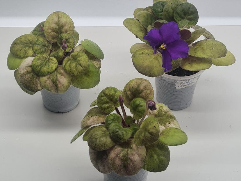 Reka Severka - Violete de colectie de vanzare