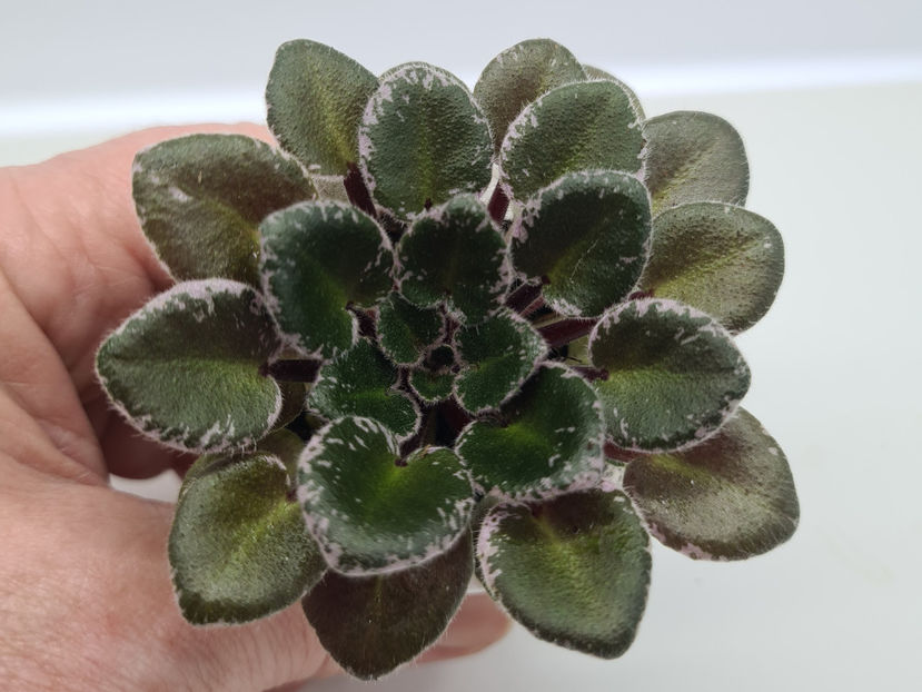 Pink Dove - Violete de colectie de vanzare