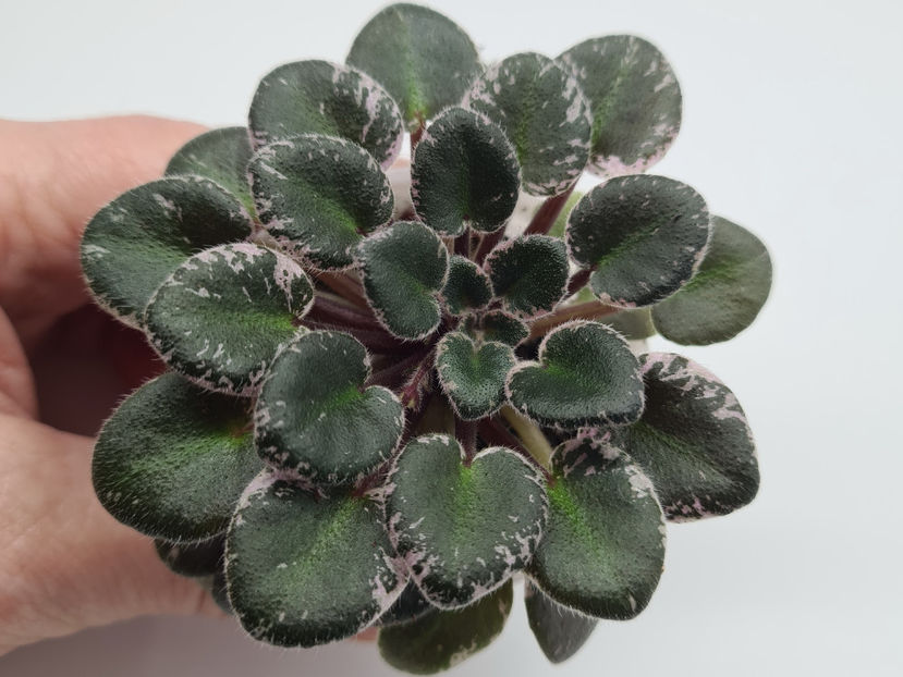  - Violete de colectie de vanzare