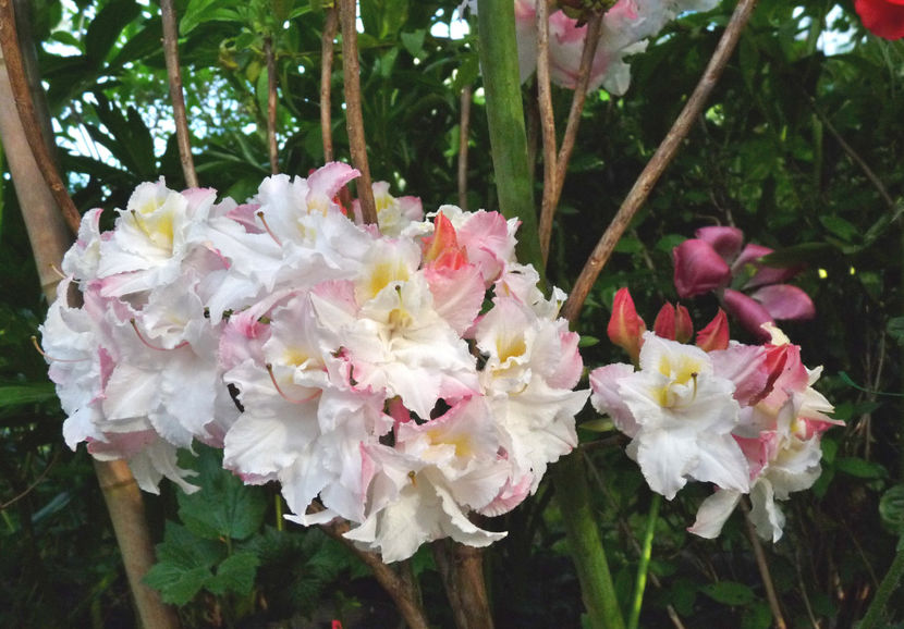  - Azalee si Rhododendroni