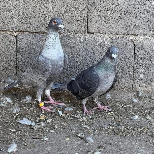  - Nu îmi aparțin 9