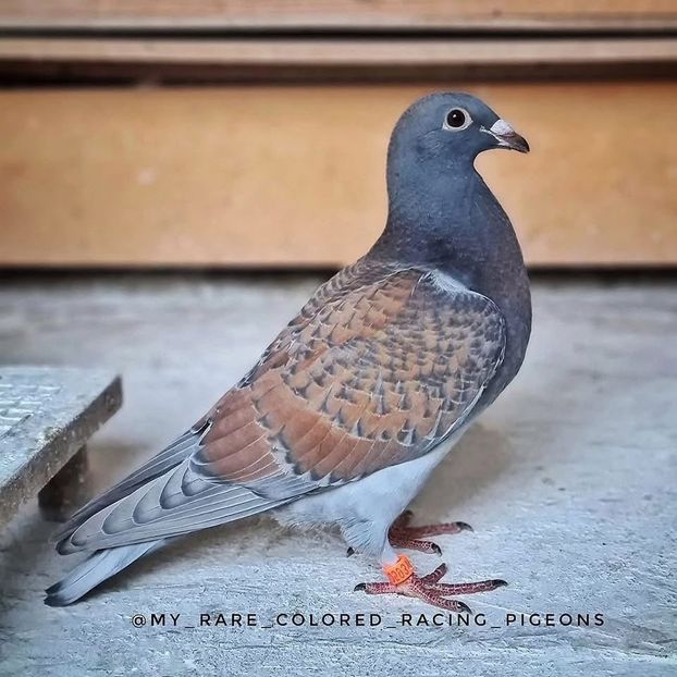  - Nu îmi aparțin 9