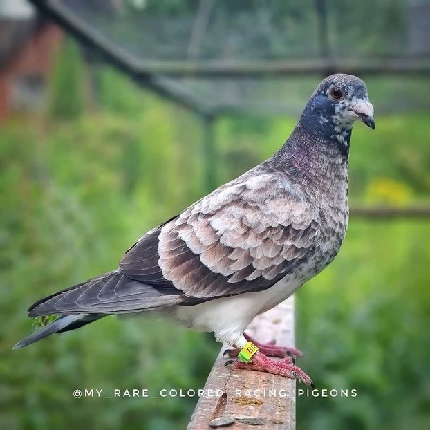  - Nu îmi aparțin 9