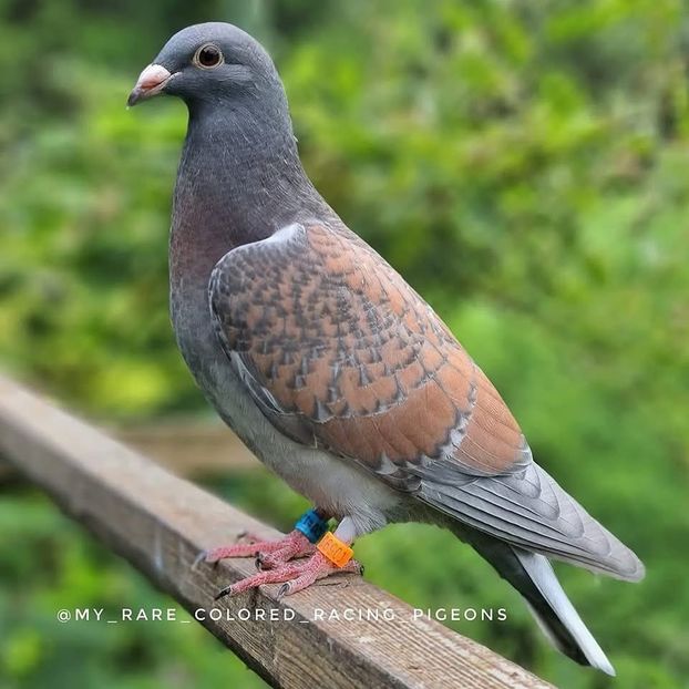  - Nu îmi aparțin 9