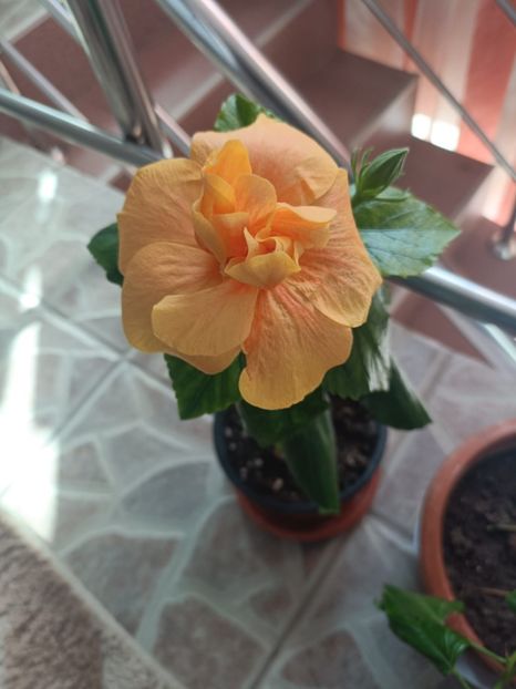 IMG-20250309-WA0001 - Flori 2025