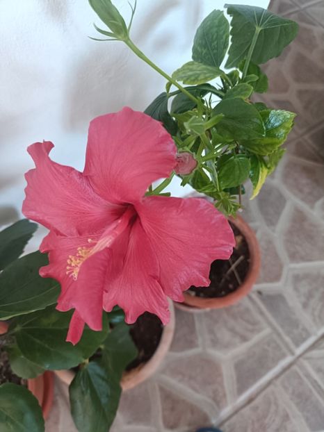 IMG-20250309-WA0002 - Flori 2025