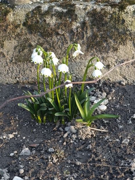 IMG-20250309-WA0005 - Flori 2025