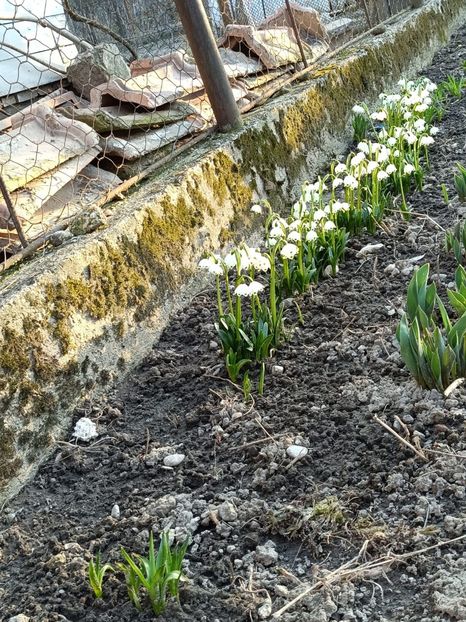 IMG-20250309-WA0004 - Flori 2025