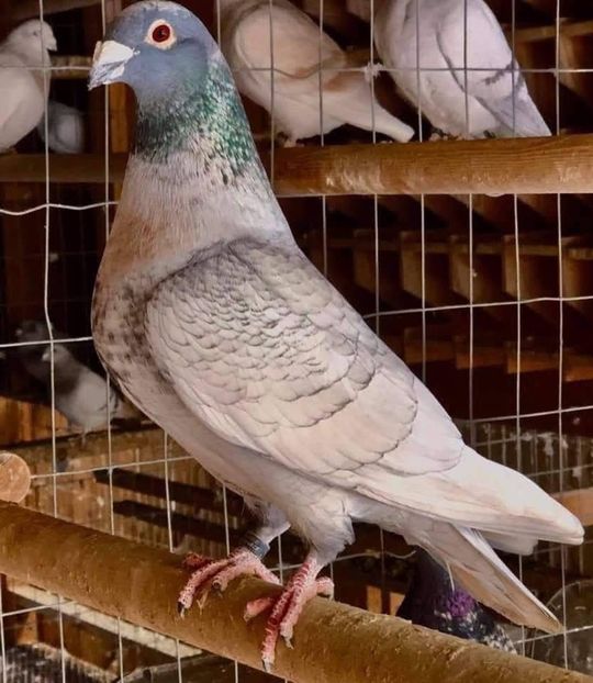  - Nu îmi aparțin 9