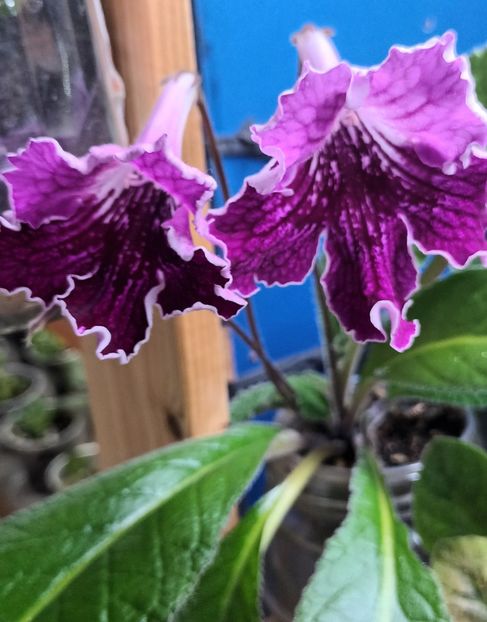 - STREPTOCARPUS