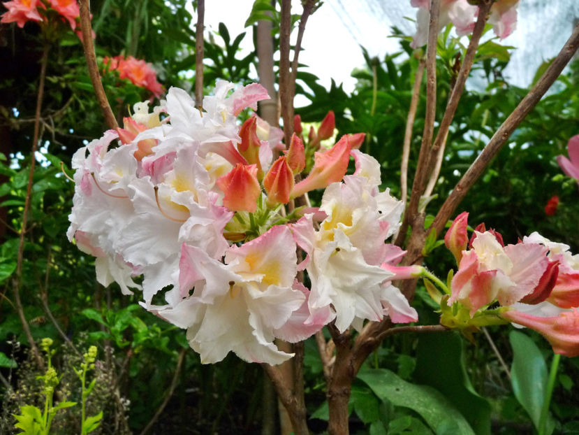  - Azalee si Rhododendroni