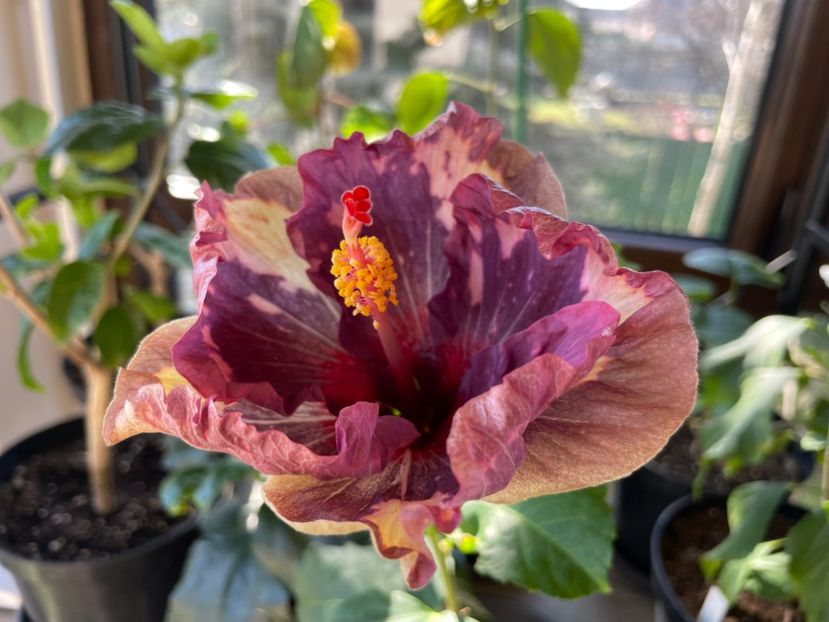  - 0006 - Hibiscusi 2025 - 1