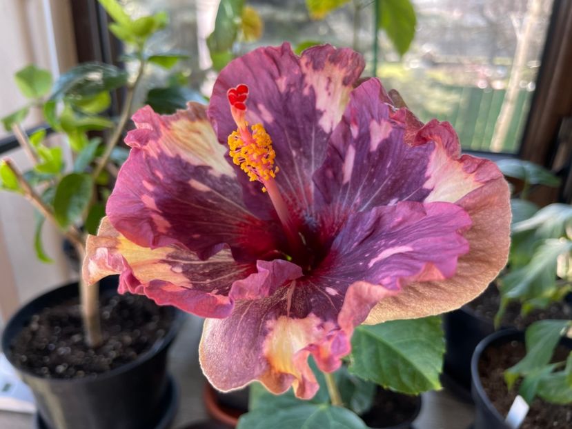  - 0006 - Hibiscusi 2025 - 1