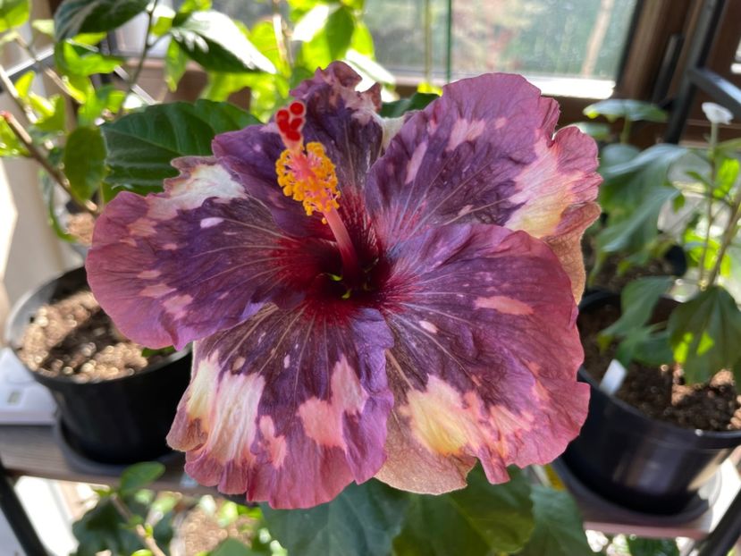  - 0006 - Hibiscusi 2025 - 1