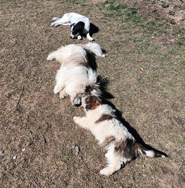  - AAAAAAAA__FLORA ȘI MUSTAȚĂ