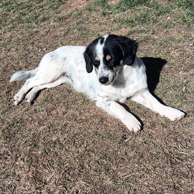  - AAAAAAAA__FLORA ȘI MUSTAȚĂ