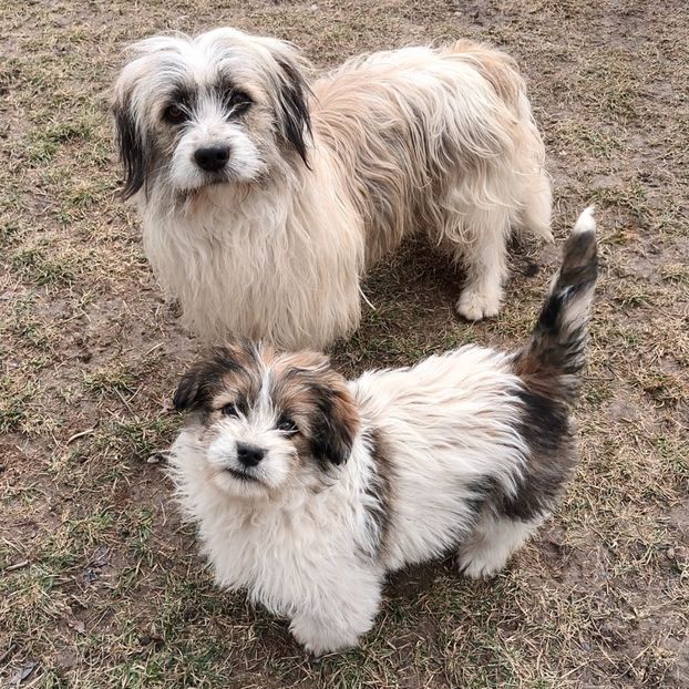 Tatăl și fiul - AAAAAAAA__FLORA ȘI MUSTAȚĂ