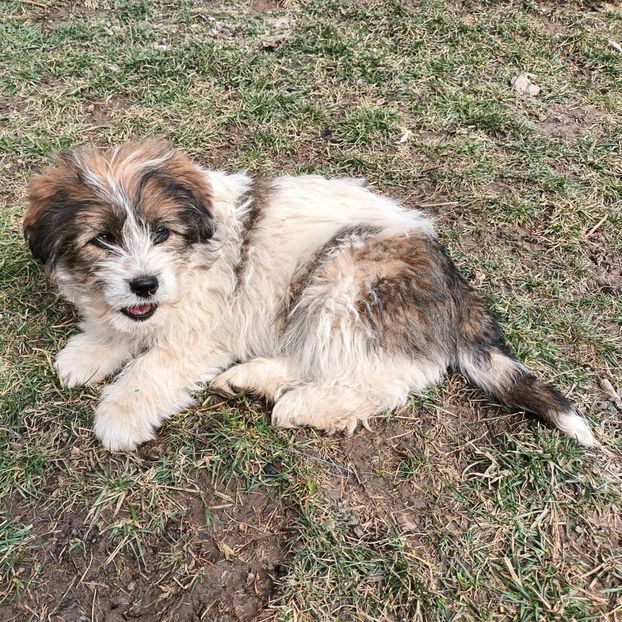  - AAAAAAAA__FLORA ȘI MUSTAȚĂ