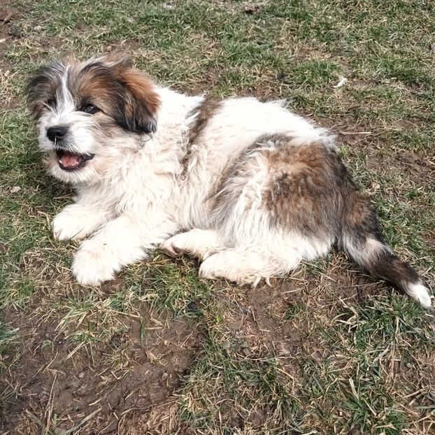  - AAAAAAAA__FLORA ȘI MUSTAȚĂ