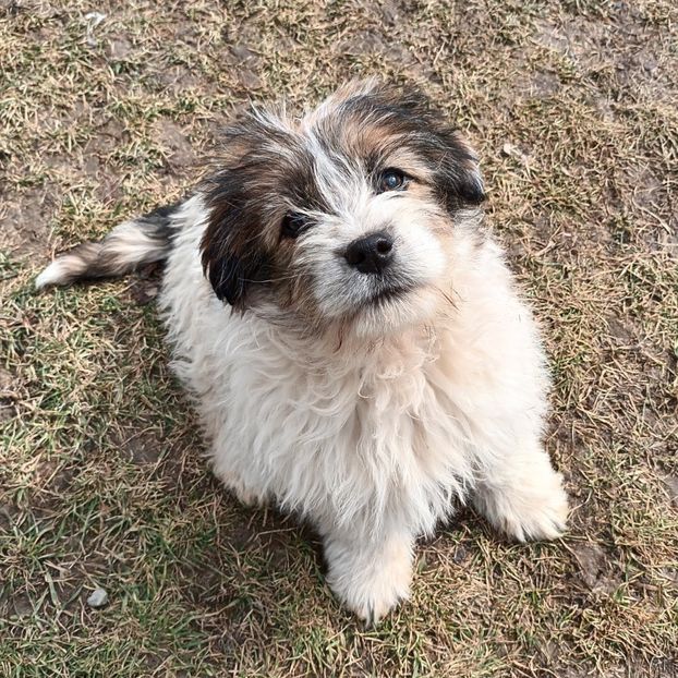  - AAAAAAAA__FLORA ȘI MUSTAȚĂ