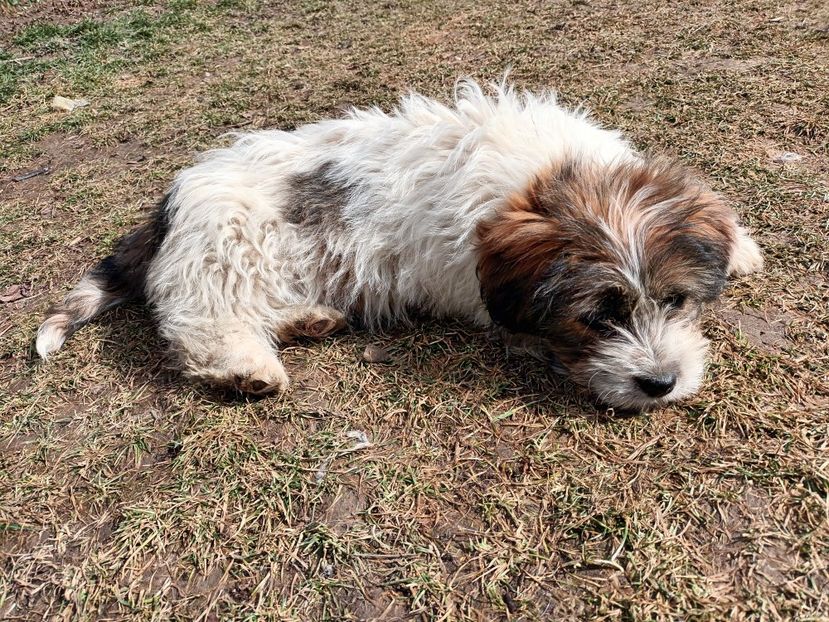  - AAAAAAAA__FLORA ȘI MUSTAȚĂ