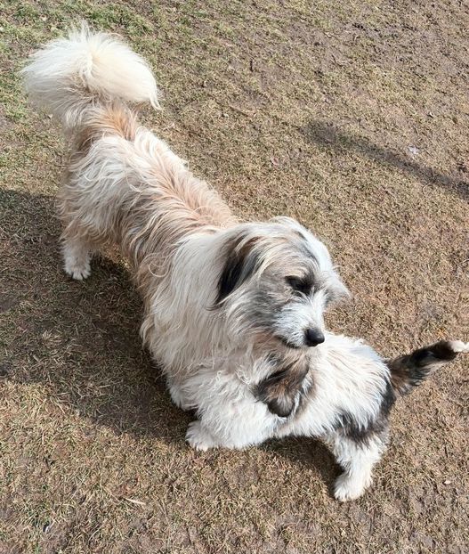  - AAAAAAAA__FLORA ȘI MUSTAȚĂ