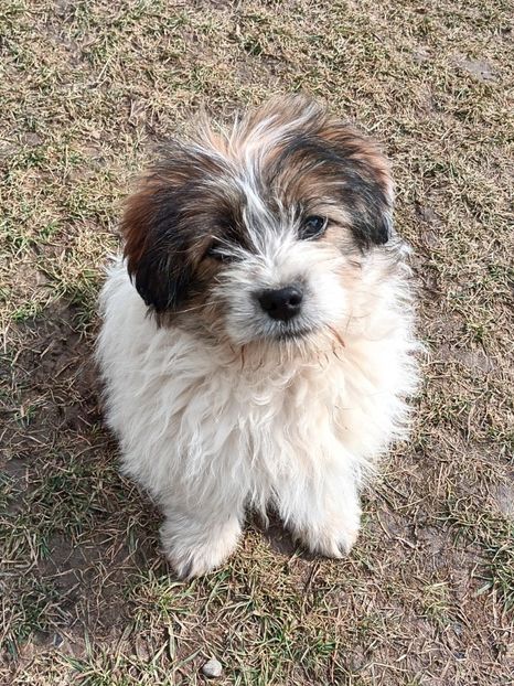  - AAAAAAAA__FLORA ȘI MUSTAȚĂ