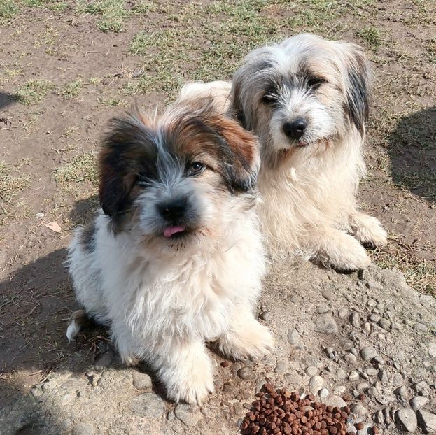  - AAAAAAAA__FLORA ȘI MUSTAȚĂ