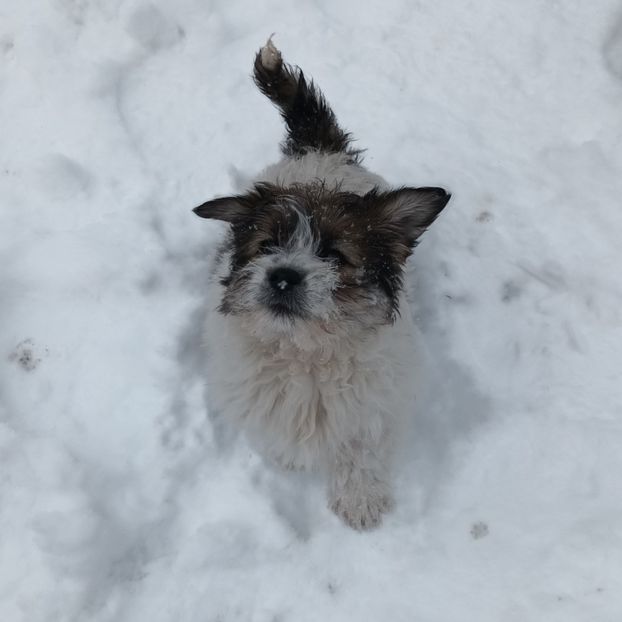  - AAAAAAAA__FLORA ȘI MUSTAȚĂ