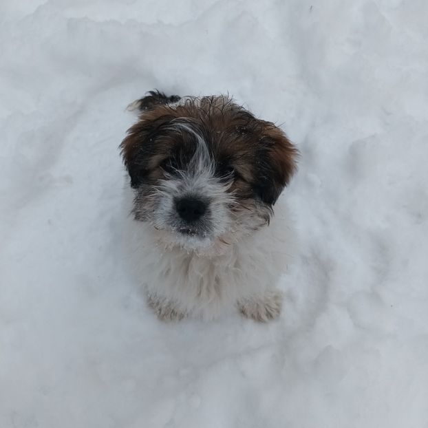  - AAAAAAAA__FLORA ȘI MUSTAȚĂ