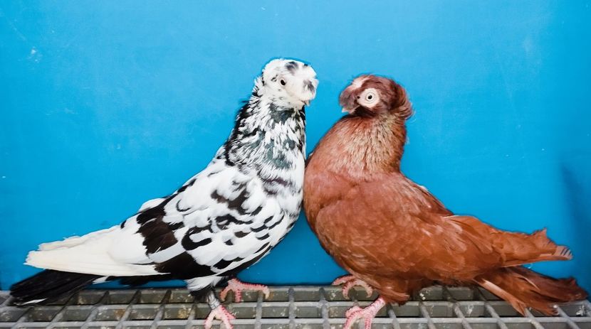 Perechea - A - Perechi 2025