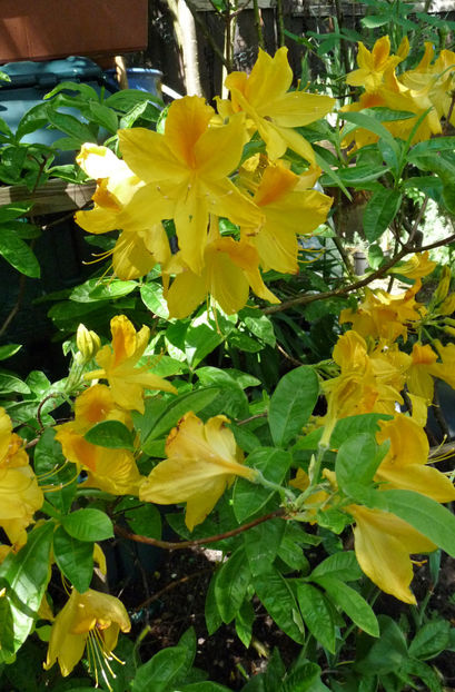  - Azalee si Rhododendroni