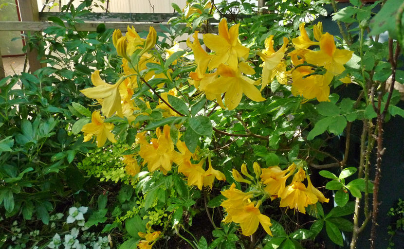  - Azalee si Rhododendroni