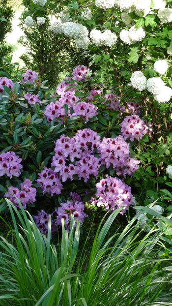  - Azalee si Rhododendroni