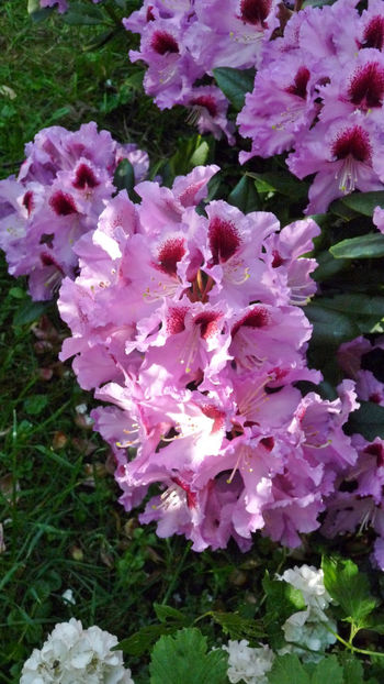  - Azalee si Rhododendroni
