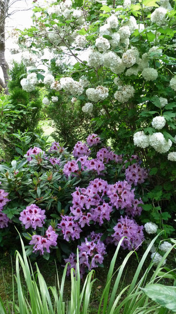  - Azalee si Rhododendroni