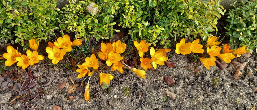 Dar natura s-a trezit! - 2024 - 04 - 2025 - 00 - Iarna