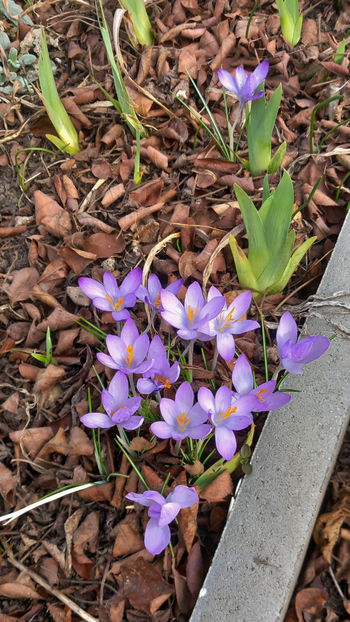  - 2024 - 04 - 2025 - 00 - Iarna