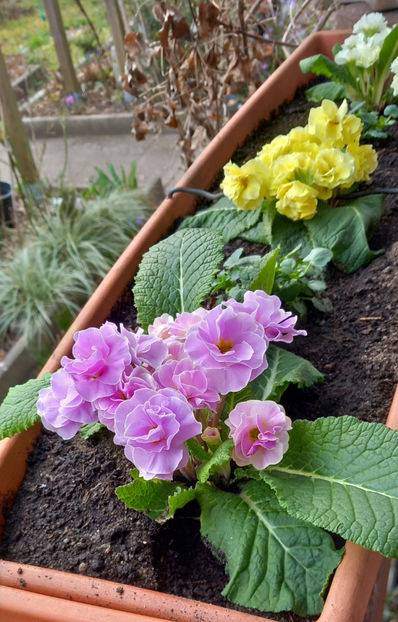  - 2024 - 04 - 2025 - 00 - Iarna