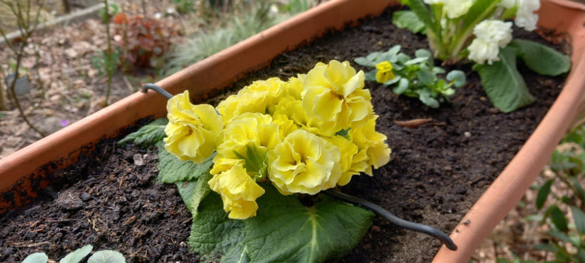  - 2024 - 04 - 2025 - 00 - Iarna