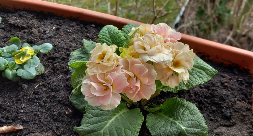  - 2024 - 04 - 2025 - 00 - Iarna