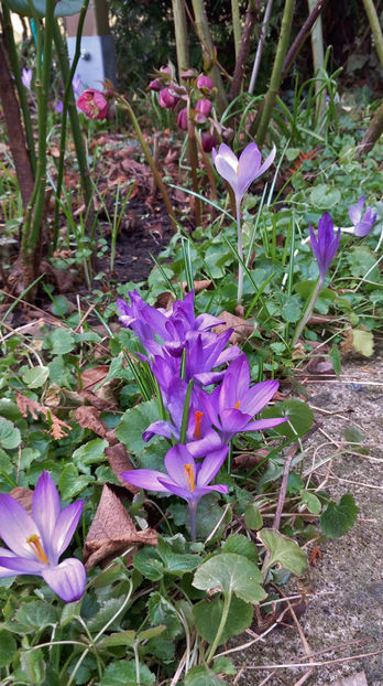  - 2024 - 04 - 2025 - 00 - Iarna