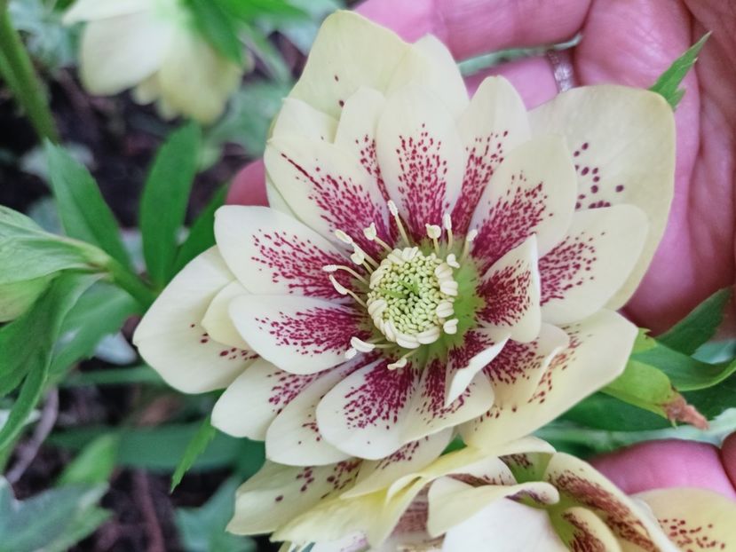 10.03.2025 - Grădina 2025