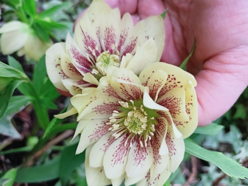 Helleborus "Double Yellow Spotted" - Grădina 2025