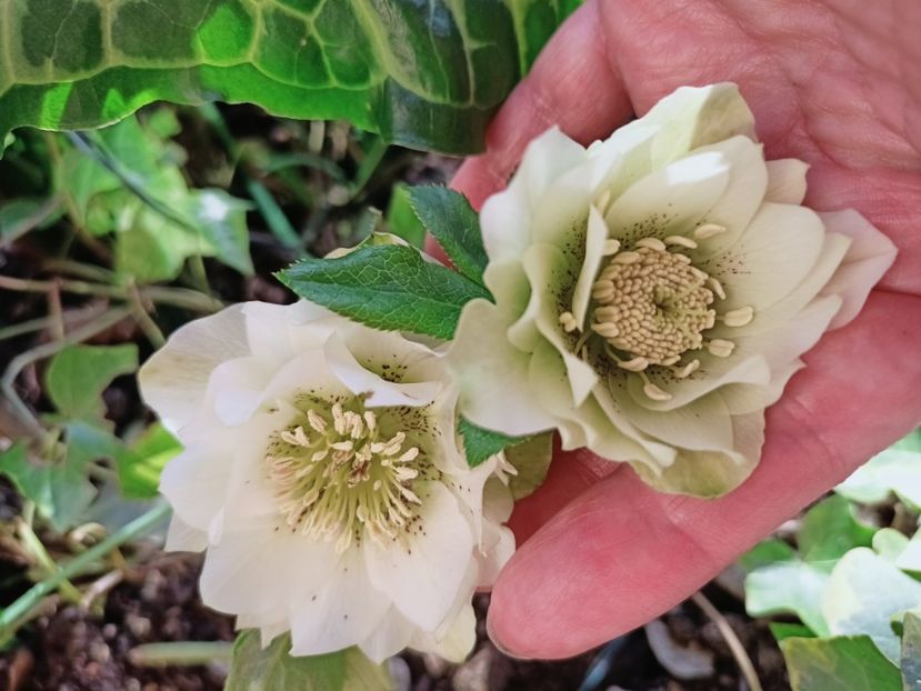 Helleborus "Double Ellen White Spotted" - Grădina 2025