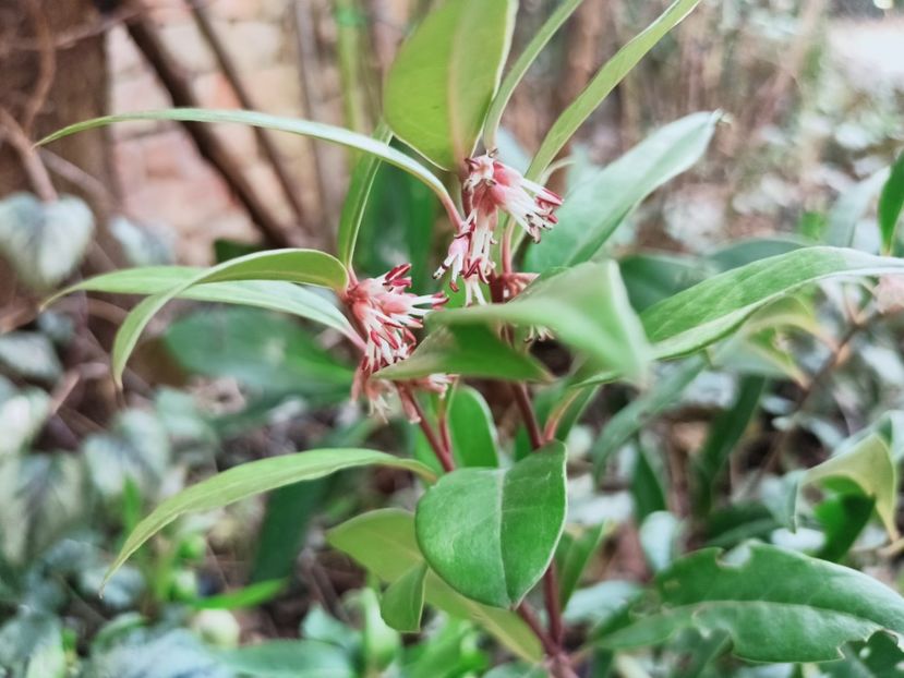 Sarcococca "Winter Gem" - Grădina 2025