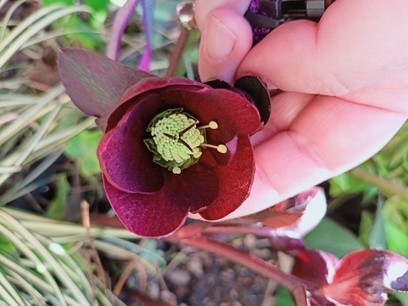 Helleborus "Merlot" - Grădina 2025
