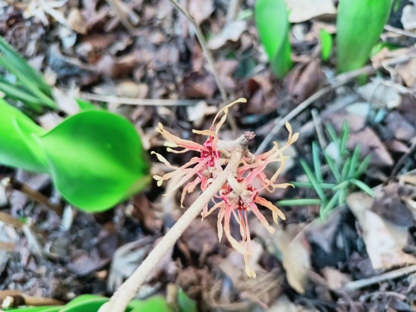 Hamamelis "Feuerzauber" - Grădina 2025