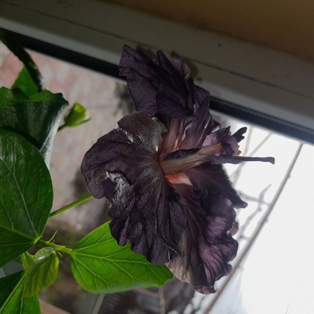  - DPs Black Treasure