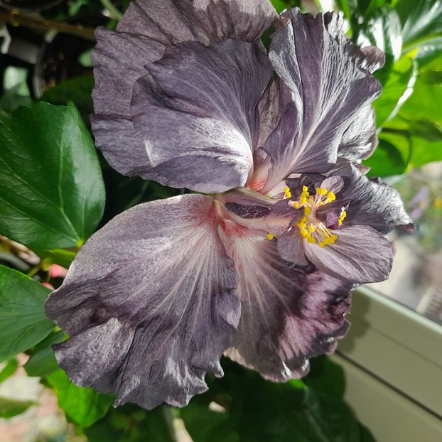  - DPs Black Treasure